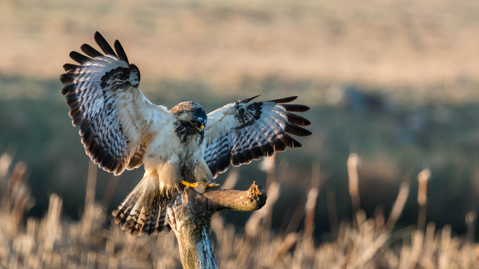 Bussard