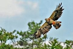 Bussard