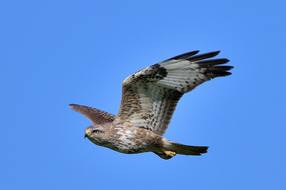 Bussard