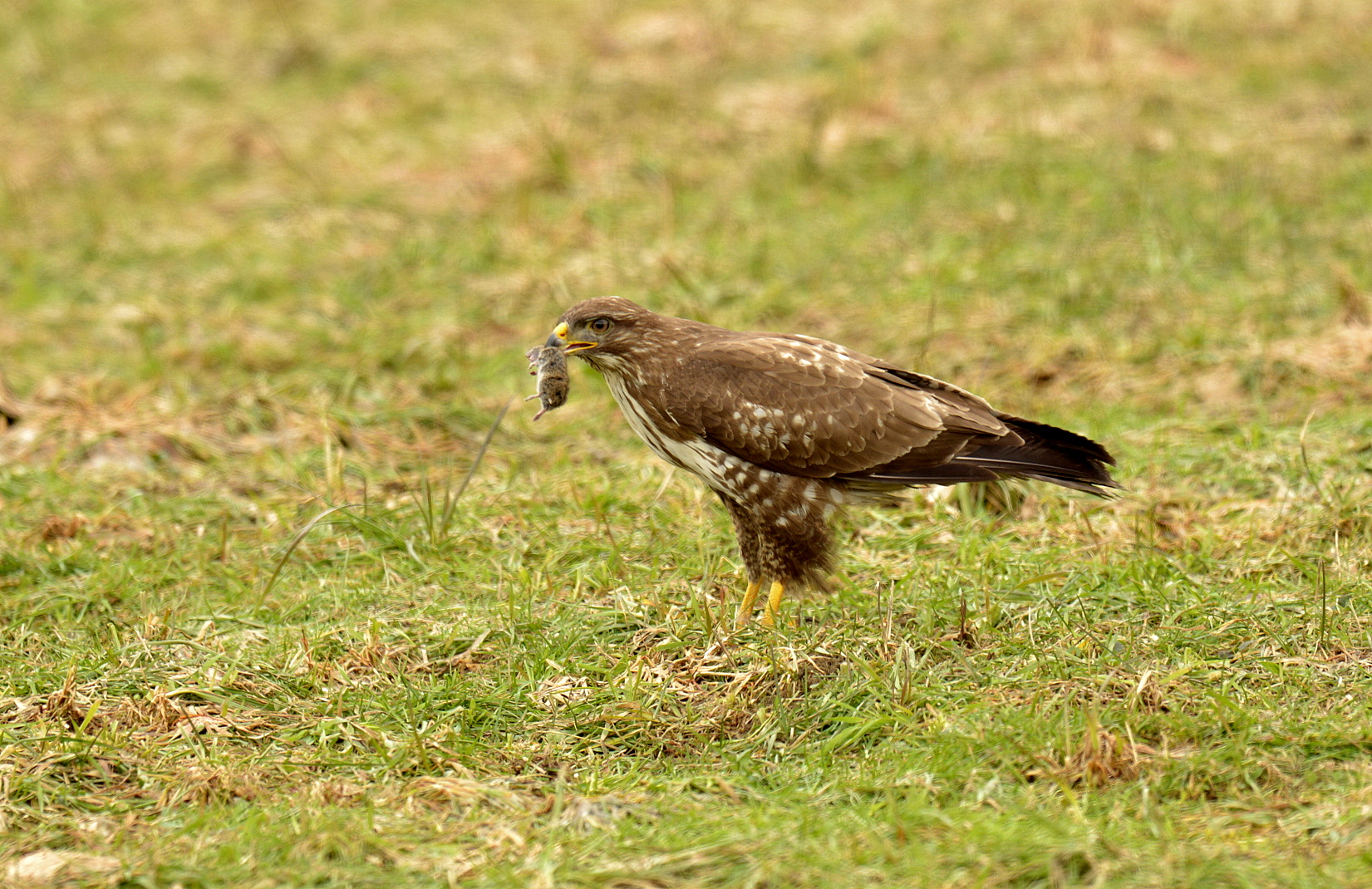 Bussard