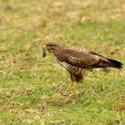 Bussard