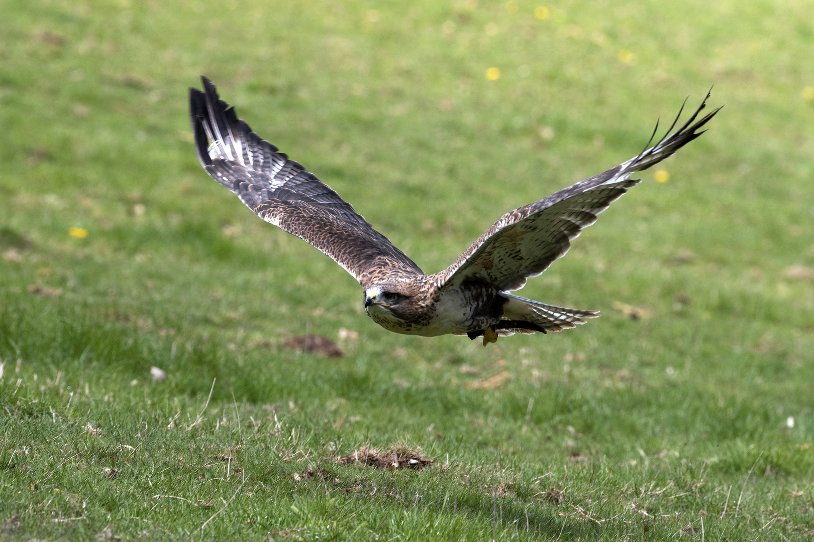 Bussard