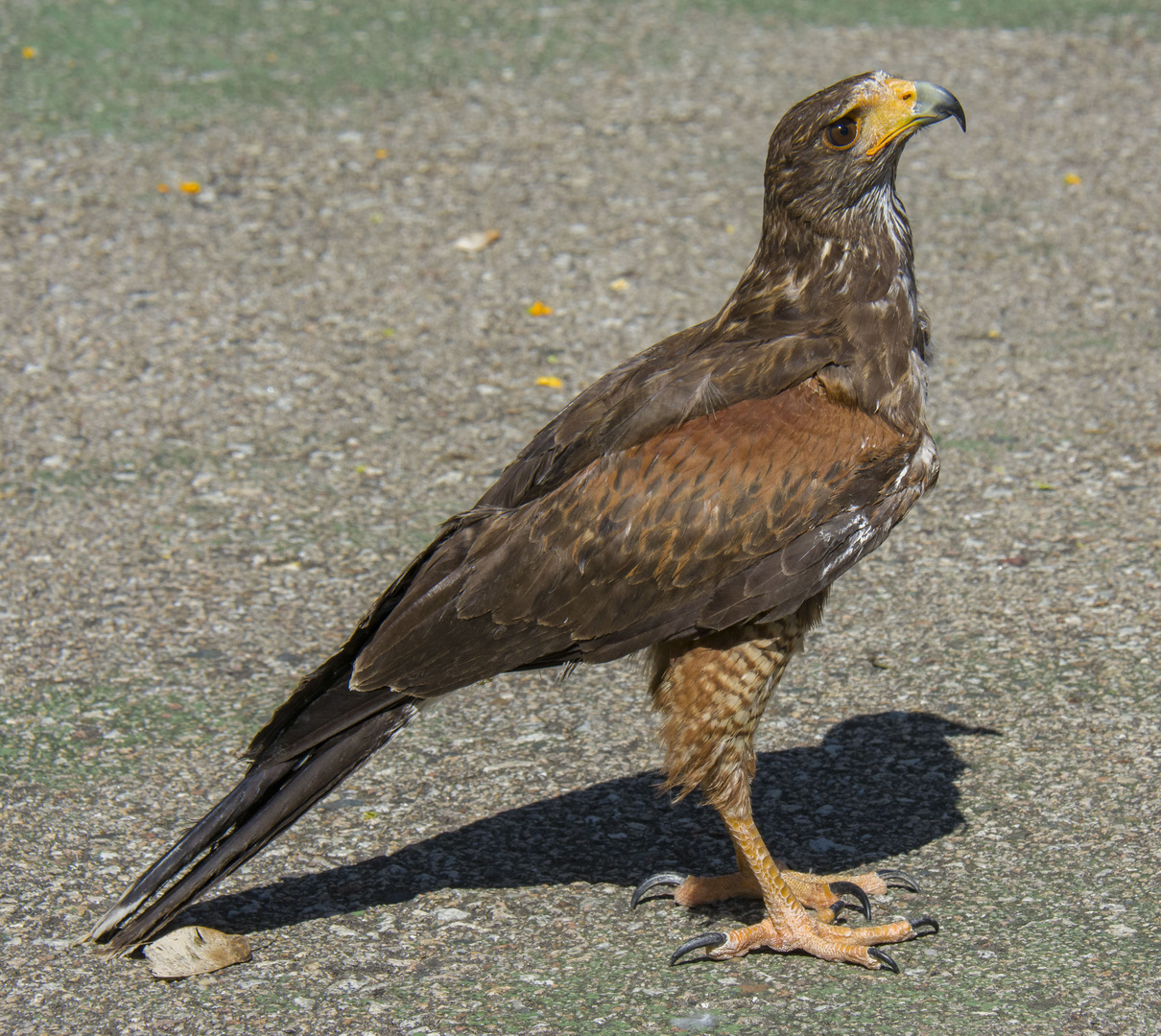 Bussard