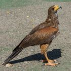 Bussard