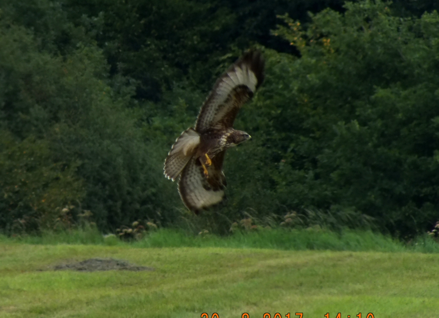 Bussard