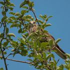 Bussard