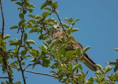 Bussard