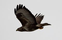 Bussard