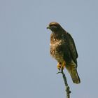 Bussard