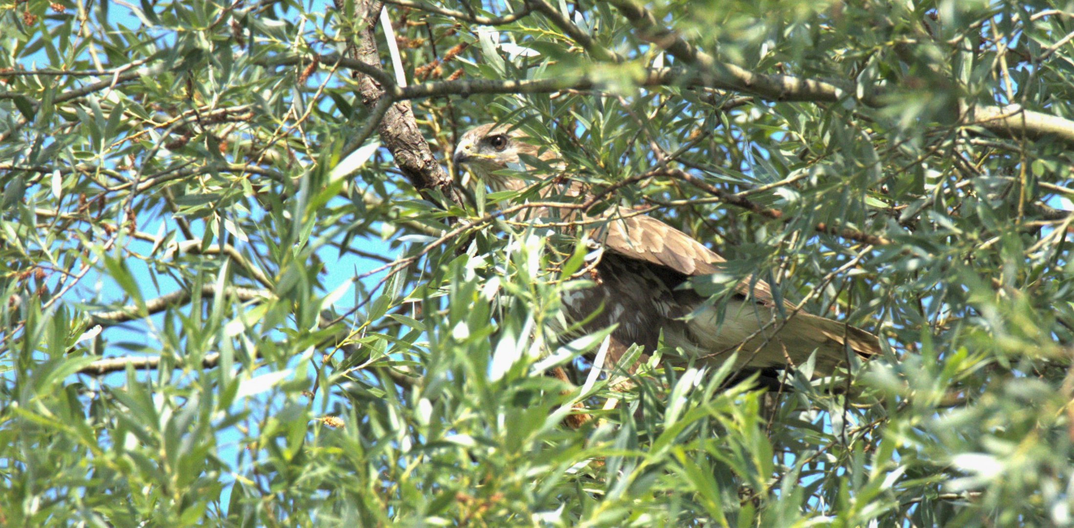 Bussard