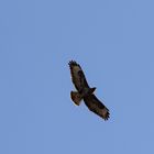 Bussard 