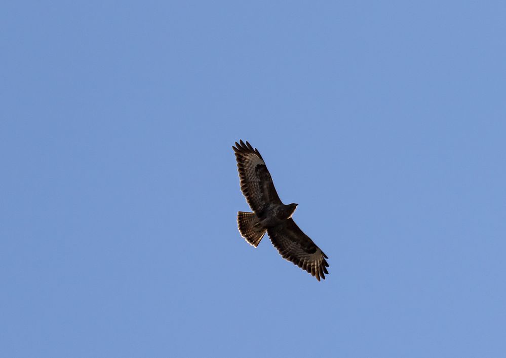 Bussard 