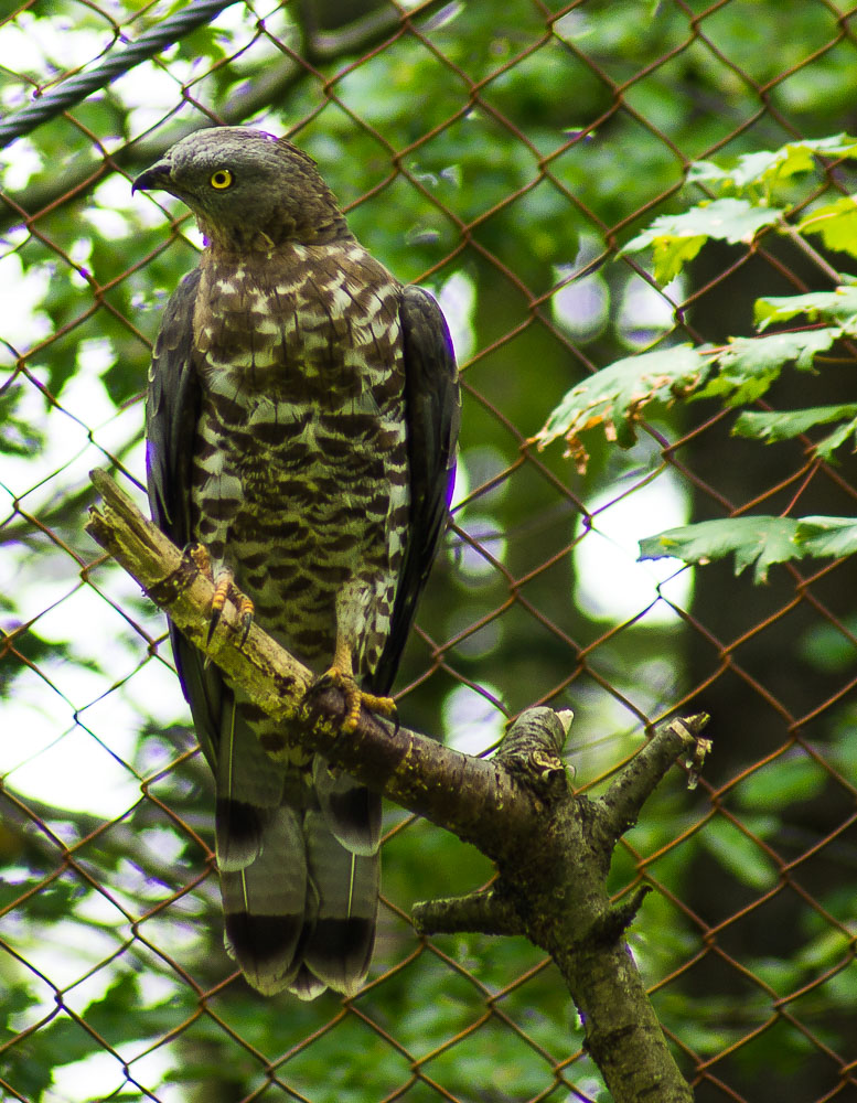 Bussard