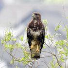 Bussard