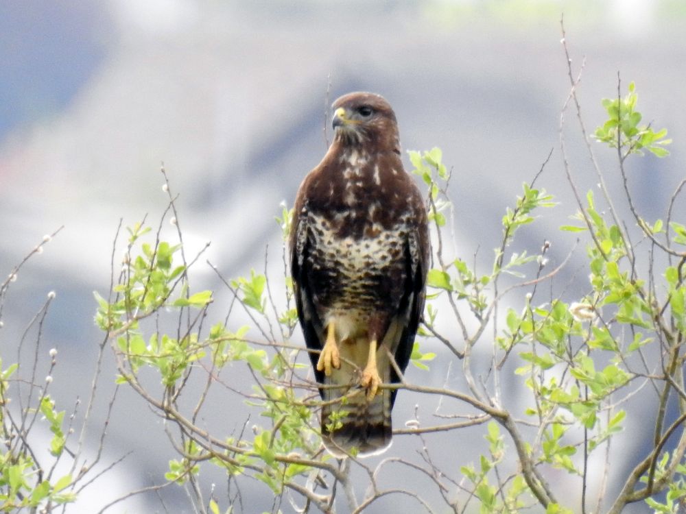 Bussard