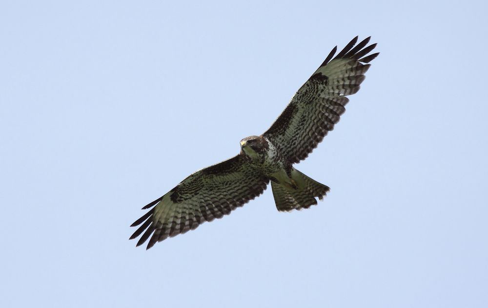 Bussard