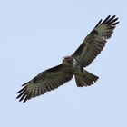 Bussard