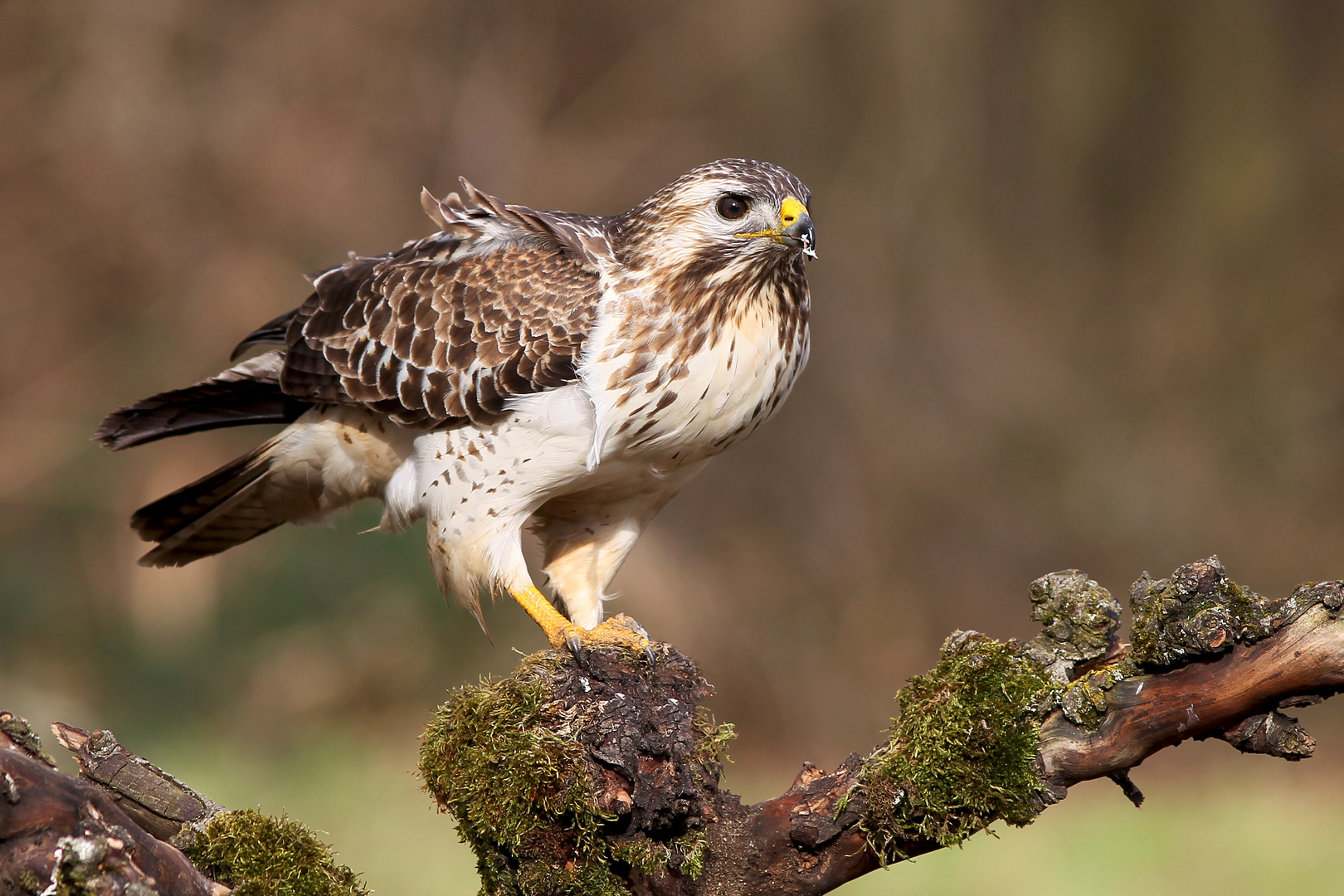 ... BUSSARD ...