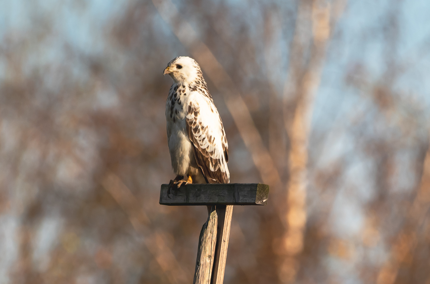 Bussard