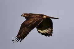 Bussard