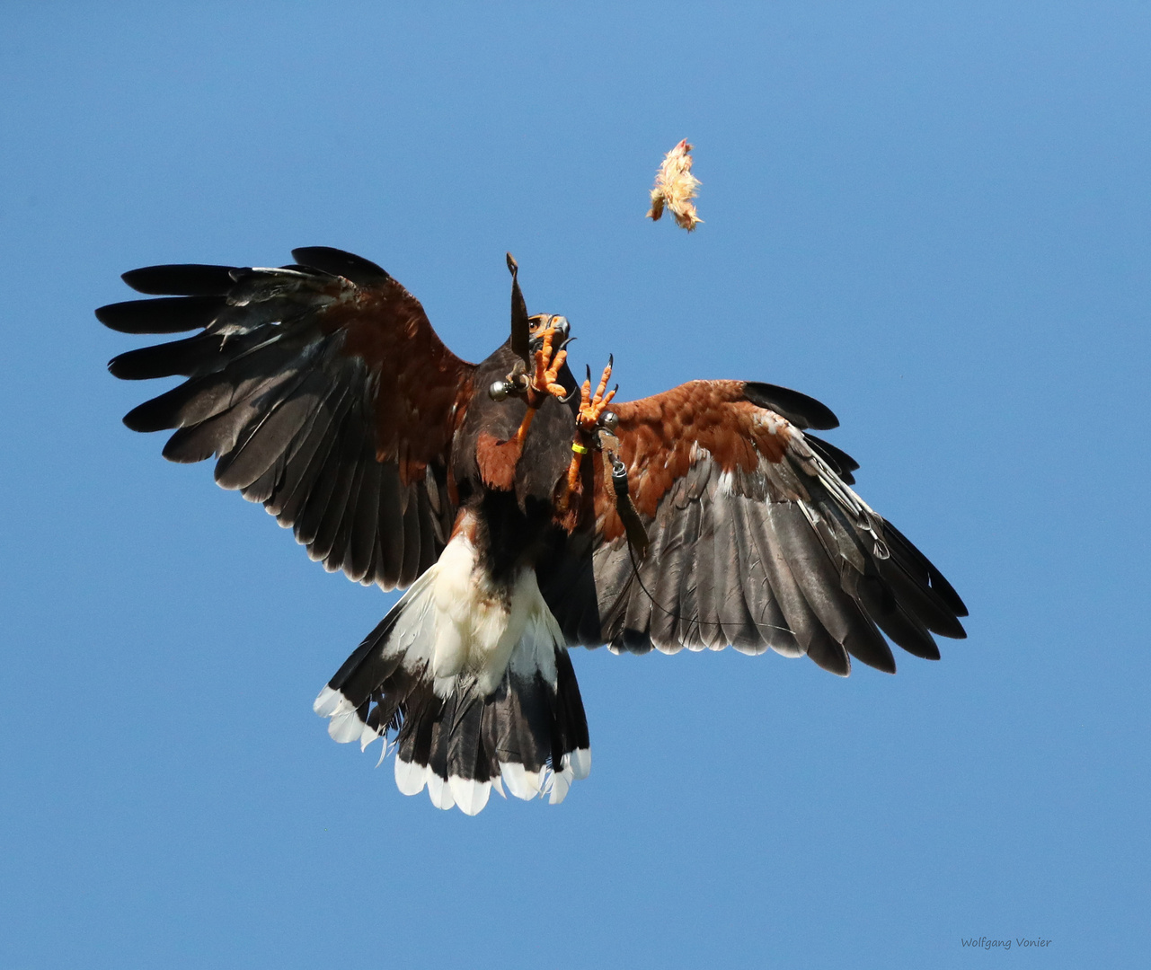 Bussard