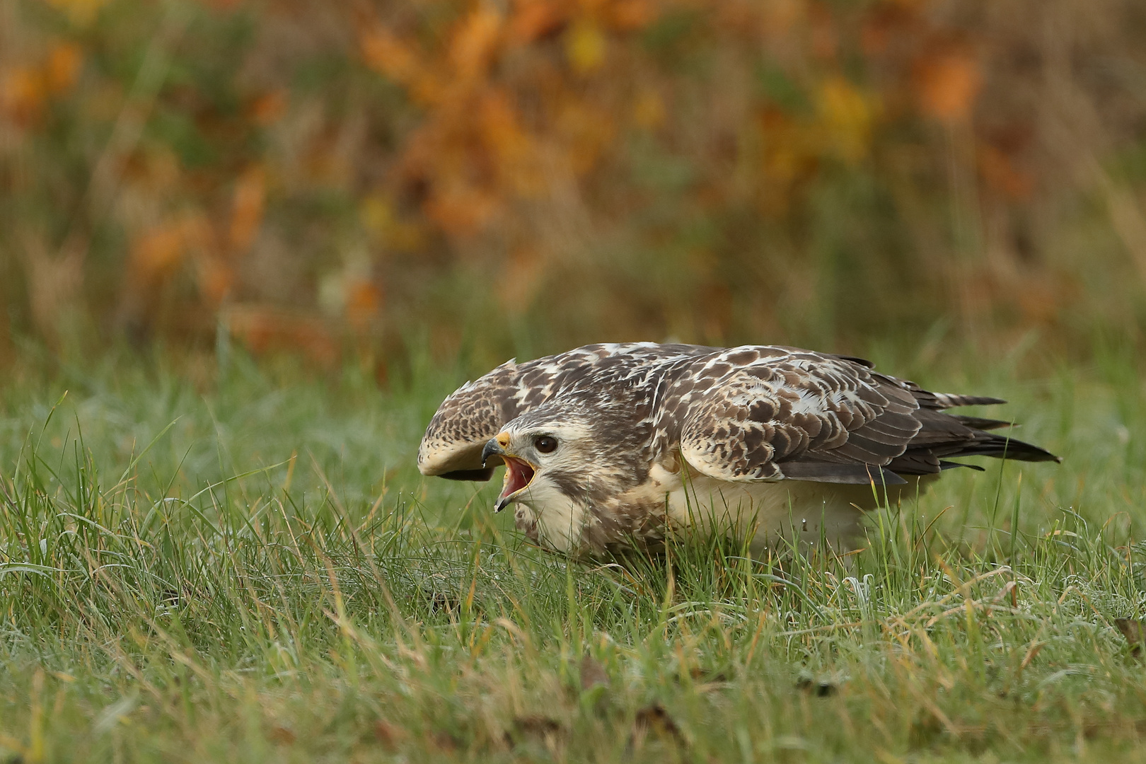 Bussard  