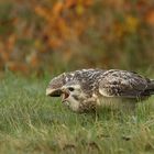 Bussard  