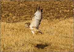 Bussard