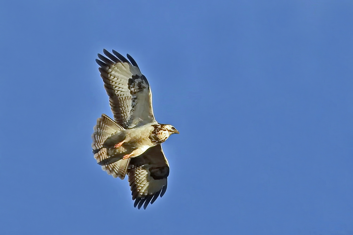 Bussard Foto & Bild vögel, fotos, natur Bilder auf