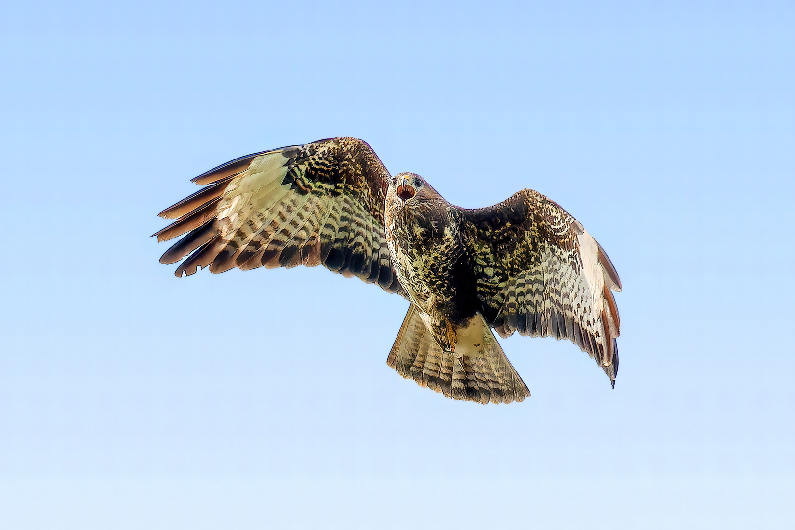 Bussard