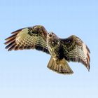 Bussard