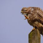 Bussard