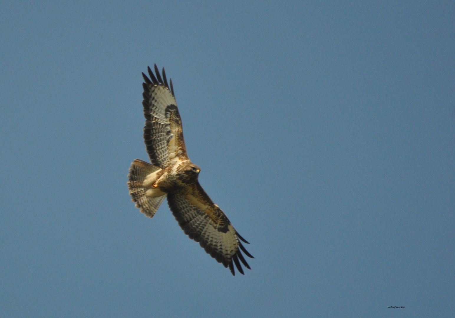 Bussard