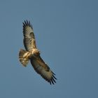 Bussard