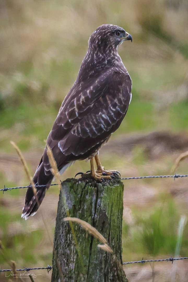 Bussard