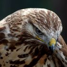 Bussard