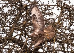 Bussard