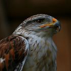 Bussard