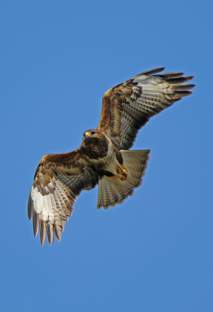 Bussard