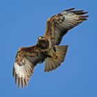 Bussard