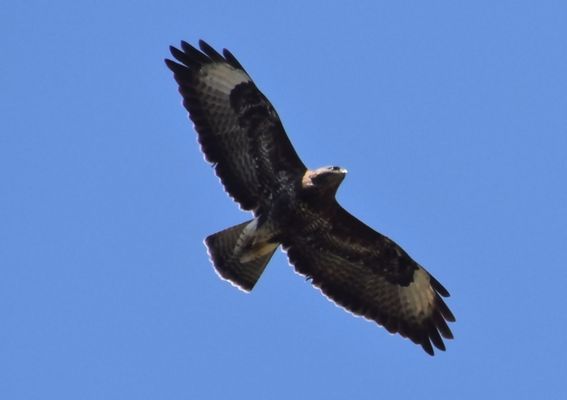 Bussard