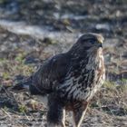 Bussard