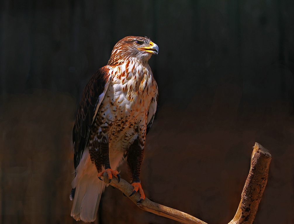 Bussard