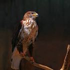 Bussard