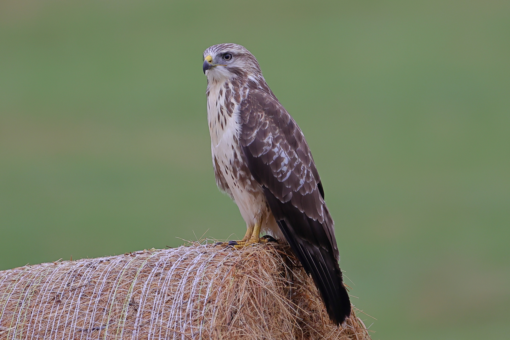 Bussard