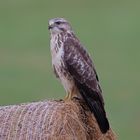 Bussard