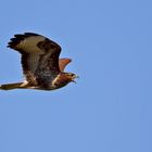 Bussard