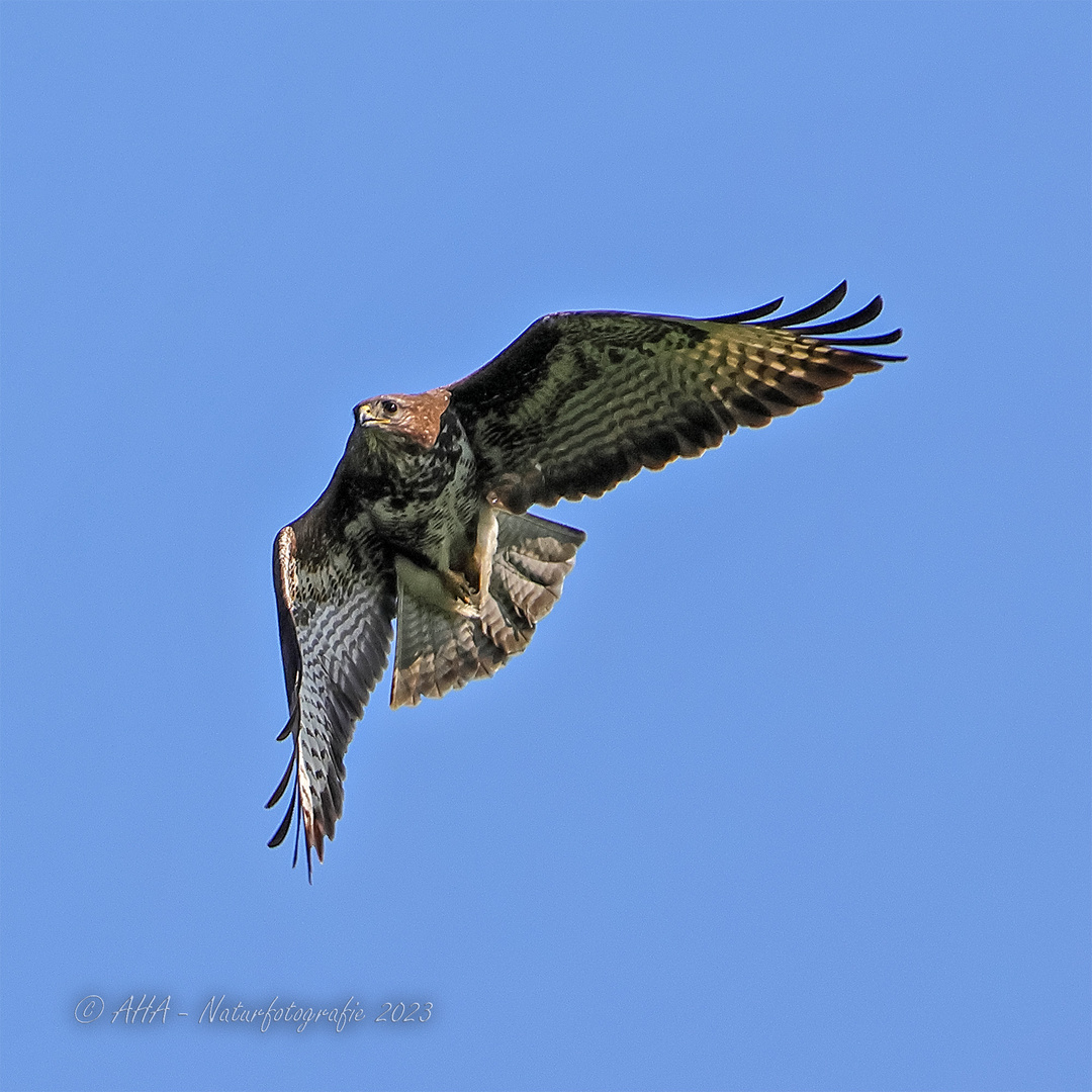 Bussard