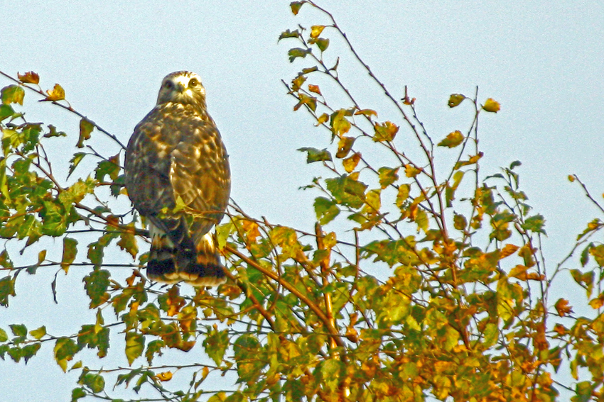 Bussard