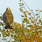 Bussard